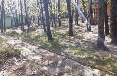 Shkorpilovtsi Other | Бунгала Дъбрава
