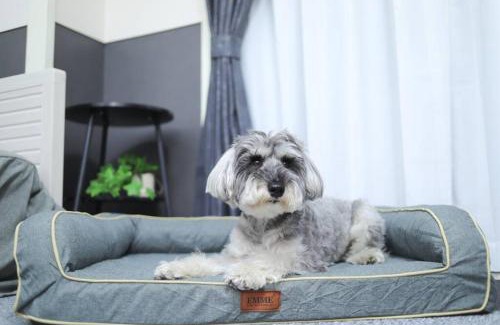 Chuo Ward Apartment | 新潟駅から徒歩7分 ペットと泊まれる宿 DoggoInn Niigata503