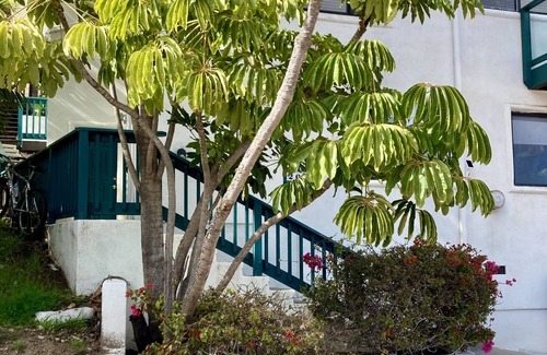 Avalon Apartment | 1/2 block to the BEACH