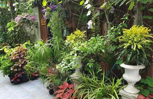 Talat Bang Khen House | 37 Nature House