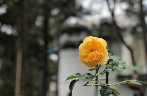 Da Lat Villa | 659 m² Villa ∙ 6 bedrooms ∙ 20 guests
