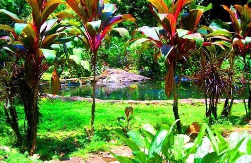 Penas Blancas House | A unique tropical jungle experience amongst magical gardens and rainforest.