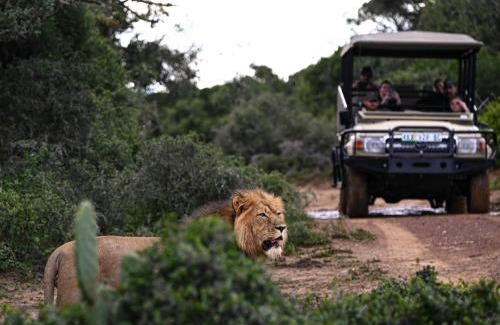 Paterson Cabin | Addo Elephant Safari Lodge - Bellevue Forest Reserve