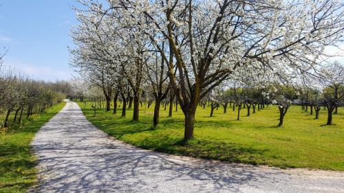 Rubano House | Agriturismo Borgo Borromeo