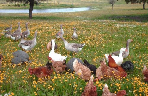Minas de Sao Domingos House | Agro-Turismo Monte da Galega