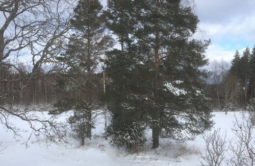 Skarplinge Other | Amazing Country House forest and ocean near