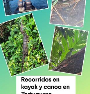 Tortuguero Apartment | Apartamentos Caimán Tortuguero