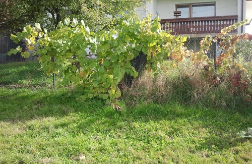 Hunderdorf House | Apartment for up to 6 people, beautiful view