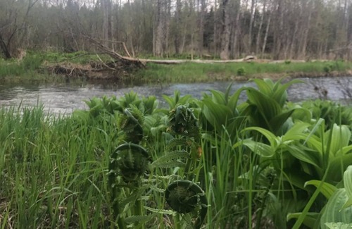 Oxbow House | Aroostook County Cottage in Oxbow - Wildlife, Nature, Fishing, Bird Hunting