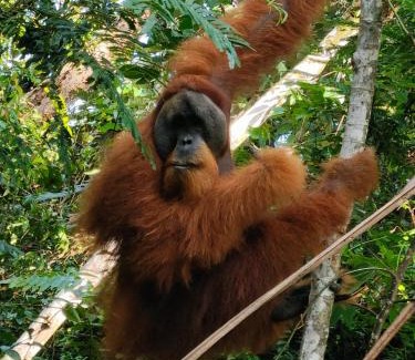 Bohorok Hotel | Asim Paris Guesthouse & jungle trekking