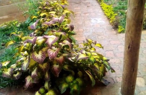 Western Region House | Aunties Resort
