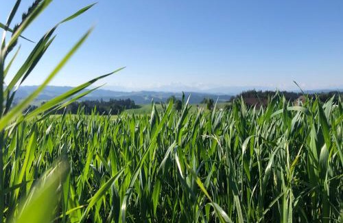 Affoltern im Emmental House | Bühl 3