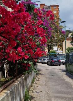 Fuorigrotta Bed & Breakfast | B&B Ciruzzo