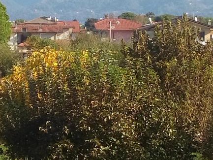 Marina di Massa Bed & Breakfast | B&B La Casa di Elsa