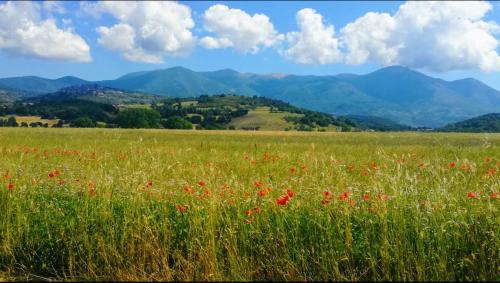 Fiuggi Bed & Breakfast | B&B Metamorphosi