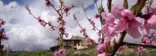 Colledara Bed & Breakfast | B&B Scacciapensieri - Vini d'Altura