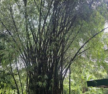 Kunnathidavaka Cabin | Bamboo house