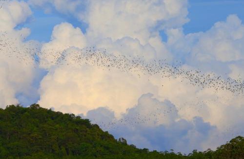 Wang Katha Resort | Bat Cave Glamping Khao Yai