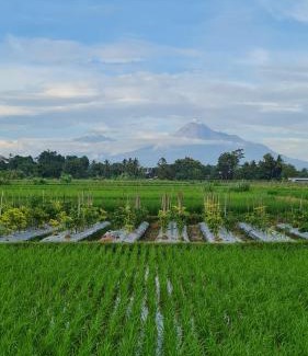 Ngemplak House | Baturiti Modern Guest House with private pool