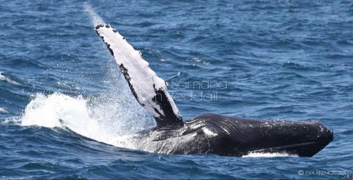 Puerto Bahia Apartment | Beach Apartment on Samana Bay with Pool, AC, Fast Wi-Fi, Walk to Beach & River, Whale Watching, Near Salto El Limón