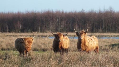 Ravenswoud Bed & Breakfast | Bed en Breakfast De Boksloot