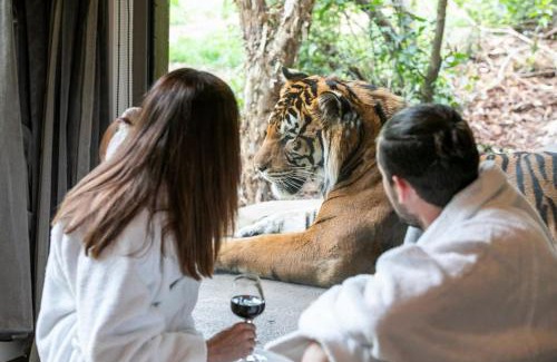 Town of Sullivan House | Big Cat Bungalows at The Haven - Tiger 2