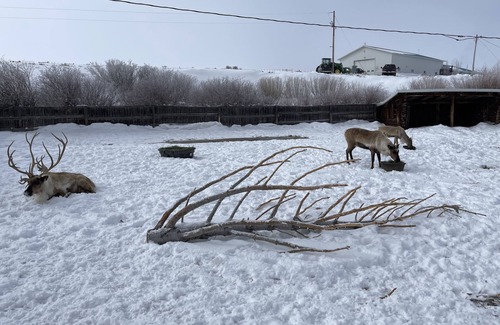 Coalmont House | Buff Pass Getaway, and reindeer ranch