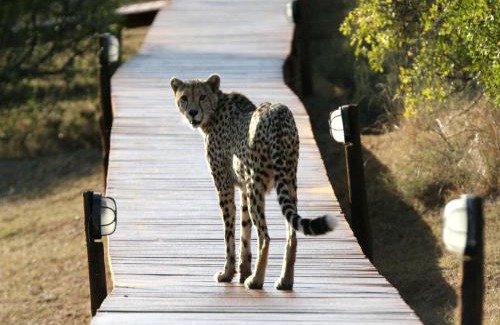 Paterson Cabin | Bukela Game Lodge - Amakhala Game Reserve