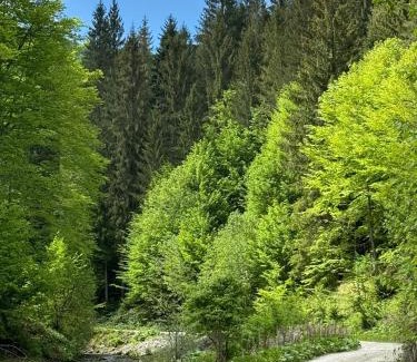 Pucheni Cabin | Cabana dintre Văi