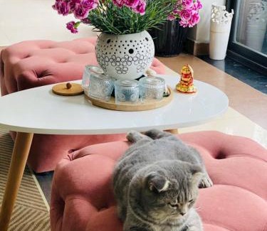 Cat Hai Apartment | Camellia Garden Homestay - Rooftop