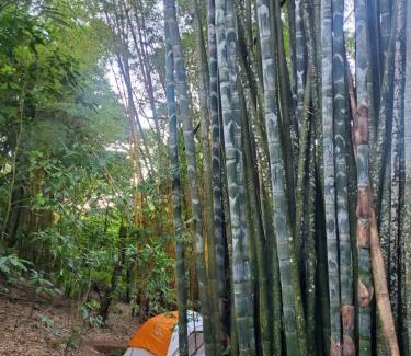 Cuetzalan del Progreso Other | Campamento equipado de bosque