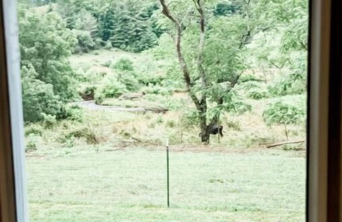 Burks Fork Cabin | Camper in middle of farm setting with creek view