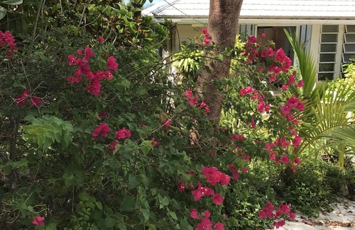 South Palmetto Point House | Caribbean Oceanfront in Beautiful Bahamas!Affordable , family friendly!