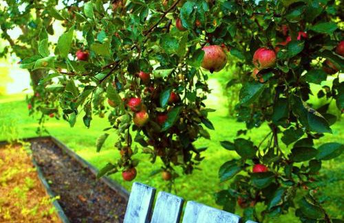 Historic Main Street Bed & Breakfast | Carriage Barn Inn