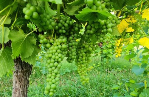 Cunettone-villa House | Cascina Monte Tivino