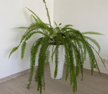 Aluksne Apartment | Centra apartamenti