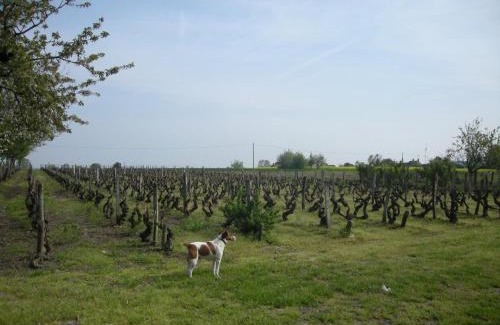 Lye House | Charmante fermette près des Châteaux de Loire et Zoo de Beauval, terrain clos, dégustation de vin - FR-1-591-61
