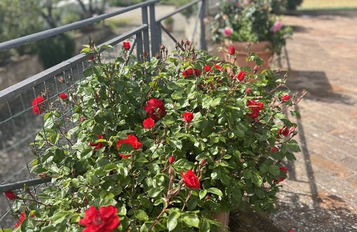Castagno Apartment | Charming relais in Siena at the gates of Chianti
