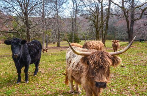 Clarkesville House | Clarkesville Rustic Hideaway on 38-Acre Farm!