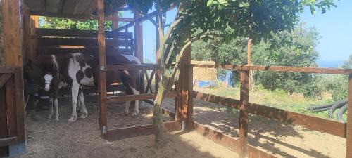 Vico Equense House | Corte Degli Ulivi Resort