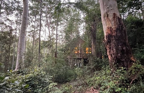 Salisbury Cabin | Cosy Cabin in Ancient Rainforest Barrington Tops