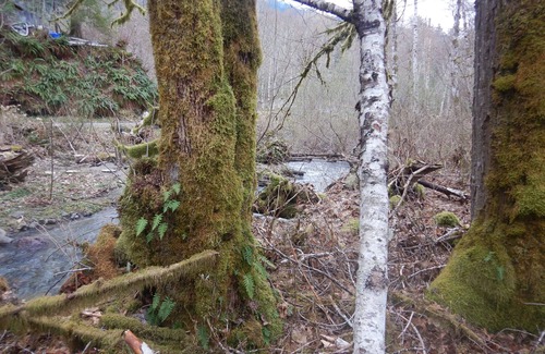 Verlot House | Cozy, Affordable guest accommodations in Verlot, WA - Granite Falls Area Pets OK
