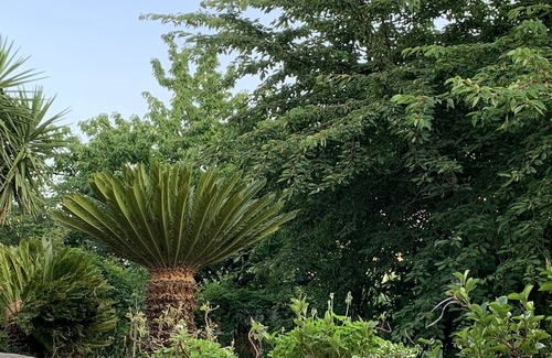 Stella Cilento Apartment | Cozy, comfortable, surrounded by greenery in the historic center