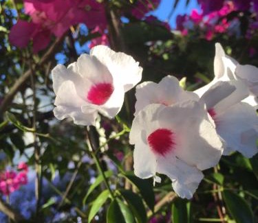 Darling House | Darling Lodge Guest House