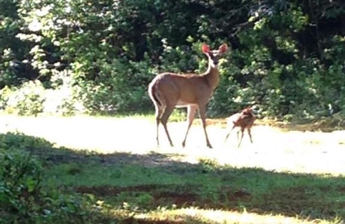 Dummer Bed & Breakfast | Deer Mountain Lodge & Wilderness Resort