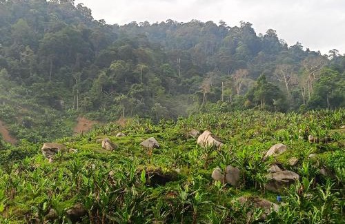 Kampung Ulu Dong Other | Devalley Basecamp