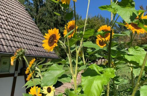 Feriendorf Frankenau House | Die Kleine Ferienvilla Edersee