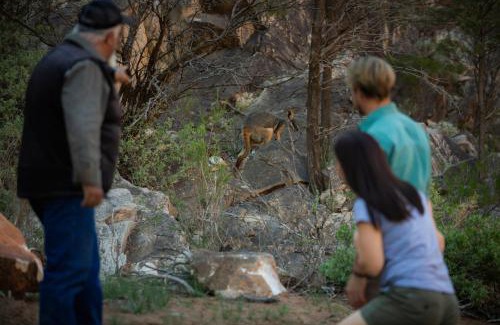 Wilpena Hotel | Discovery Resorts - Wilpena Pound