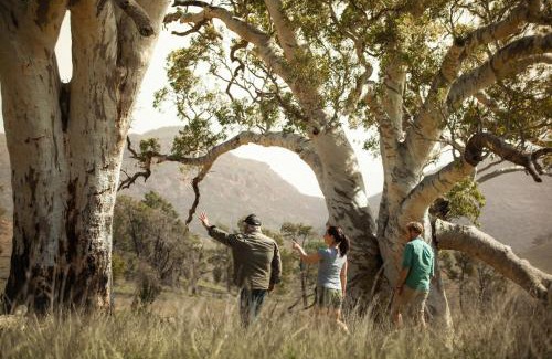 Wilpena Hotel | Discovery Resorts - Wilpena Pound