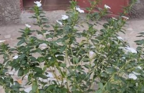 Sanyang Apartment | Double Room with Terrace